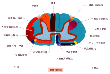 脊髄 路 皮質 皮質脊髄路の役割と脳画像における通り道